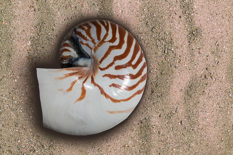 white, brown, nautilus shell, sand, nautilus, cephalopods, sea, holiday, memory, housing