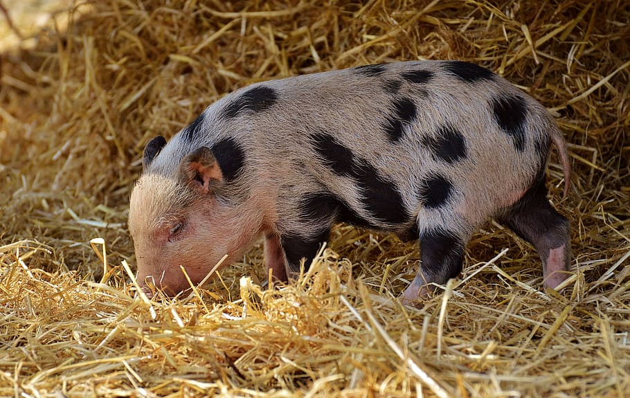 piglet, young animals, pig, small, funny, cute, sweet, small pigs, baby, wildpark poing