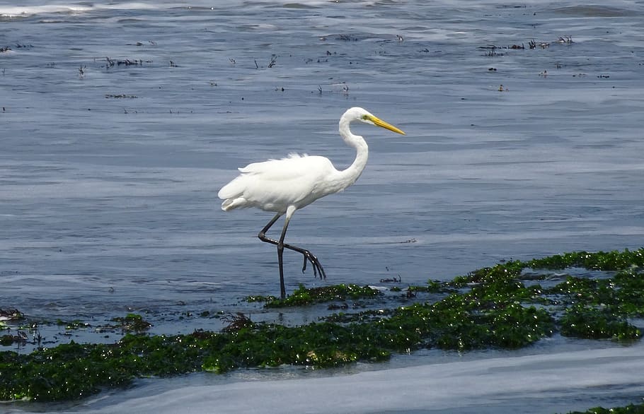 great egret, ardea alba, large egret, great white heron, great white egret, bird, wader, gujarat, india, animal wildlife