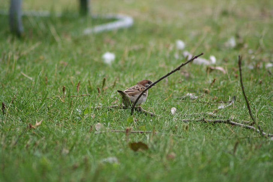 passer domesticus, bird, sparrow, nature, outside, brown, animal, wildlife, grass, outdoors