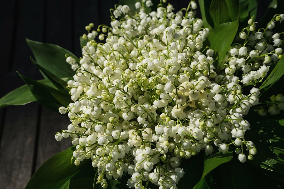 white flowers, lily of the valley, may, spring, toxic, blossom, bloom, flower, white, fragrance
