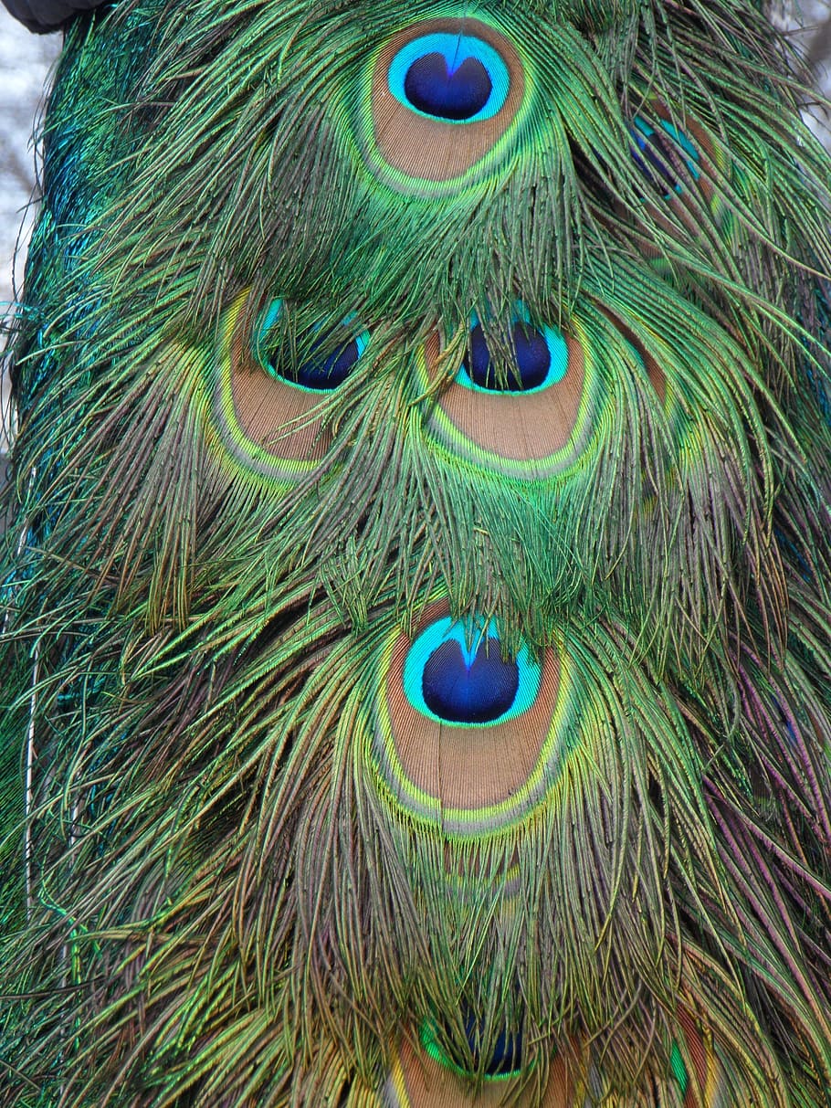 peacock, peacock feathers, feather, bird, close, colorful, peacock feather, close-up, multi colored, animal