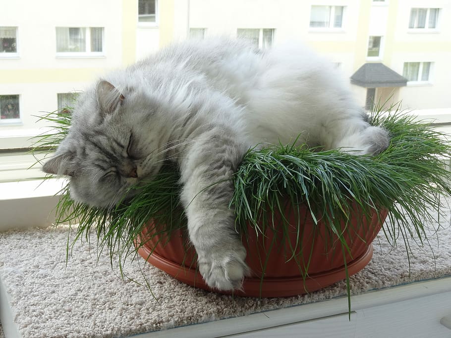 gris, gato persa, verde, hierba, hierba verde, gato, gato doméstico, gato británico de pelo largo, adidas, lindo