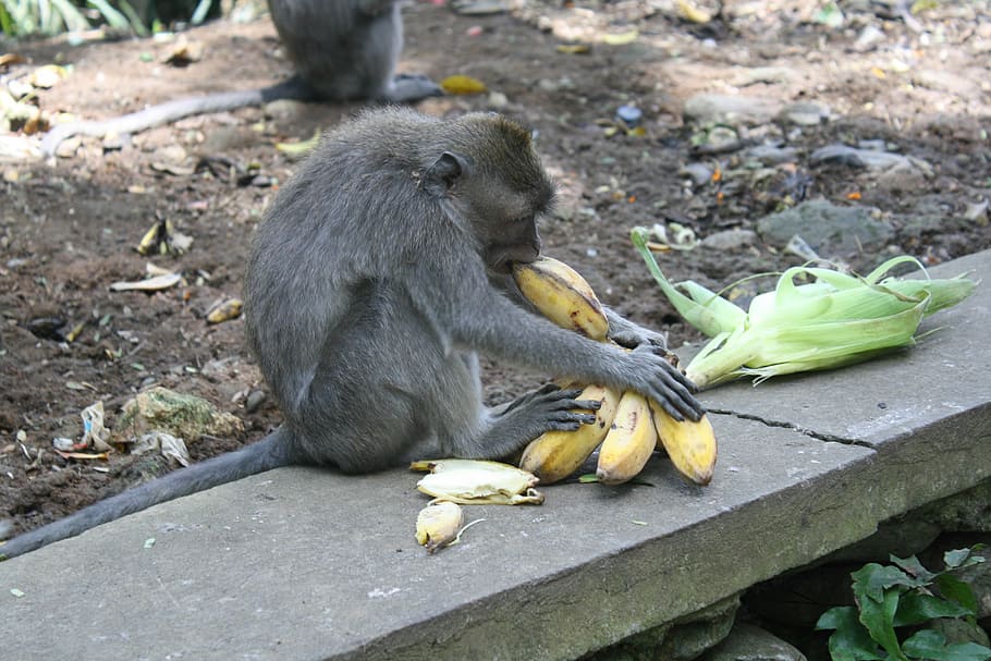 bali, indonesia, monkey forest, monkey, animal themes, animal, animal wildlife, primate, banana, banana peel