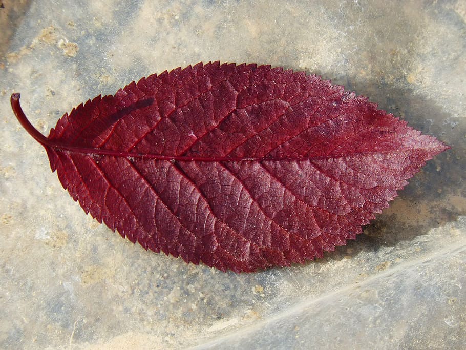 plum leaf, red leaf, reverse, red, close-up, nature, high angle view, leaf, plant part, day