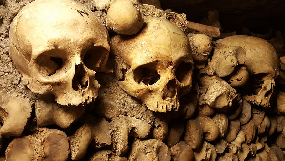 three, skulls, wall, catacombs, paris, bones, cemetery, halloween, scary, skeleton