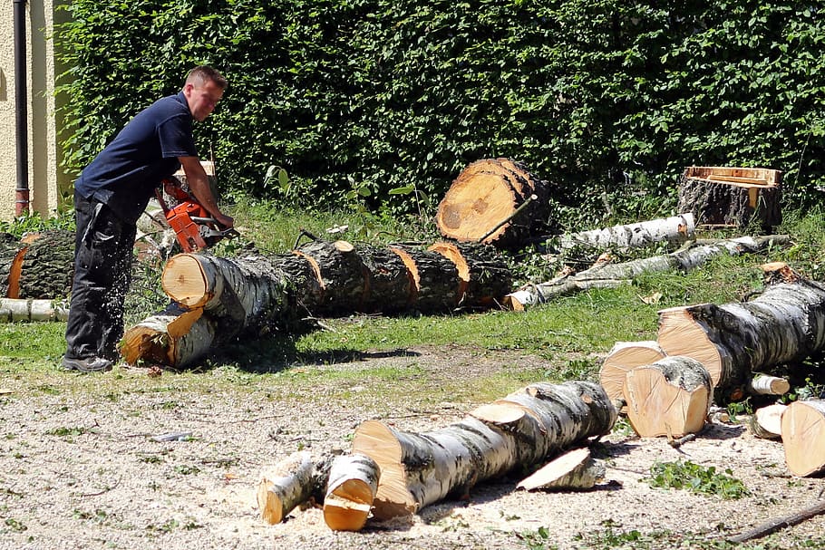 man, wears, blue, top, forest workers, person, landscape gardener, workers, chainsaw, tree