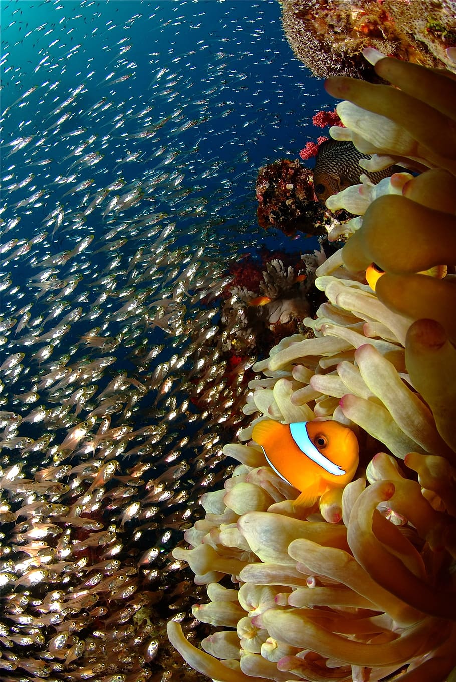 clown fish, Reef, Coral, diving, underwater, sea, nature, animal, sea Life, anemonefish
