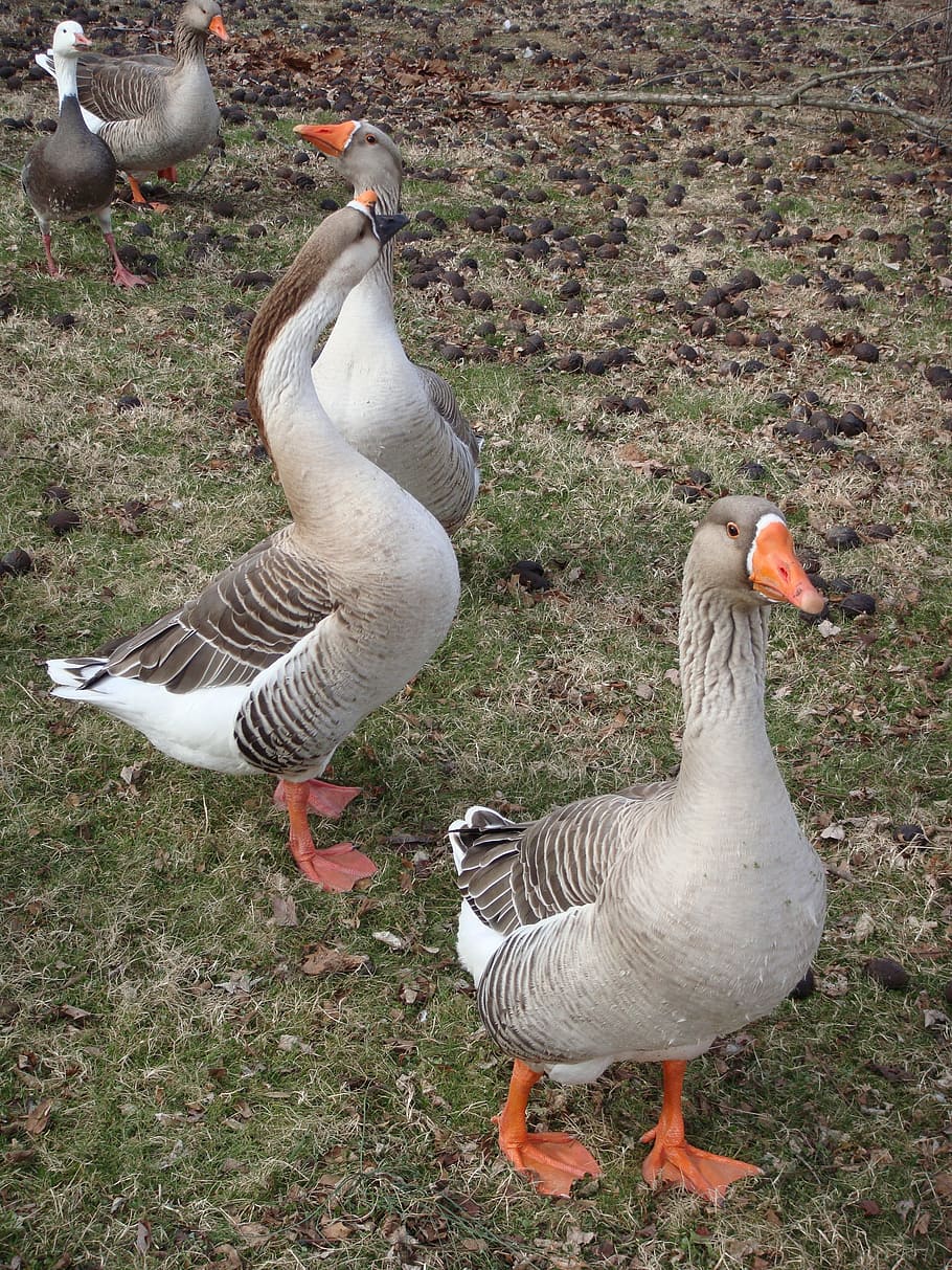 three gray-and-orange ducks, goose, geese, ducks, animal, nature, grass, duck, spring, wild