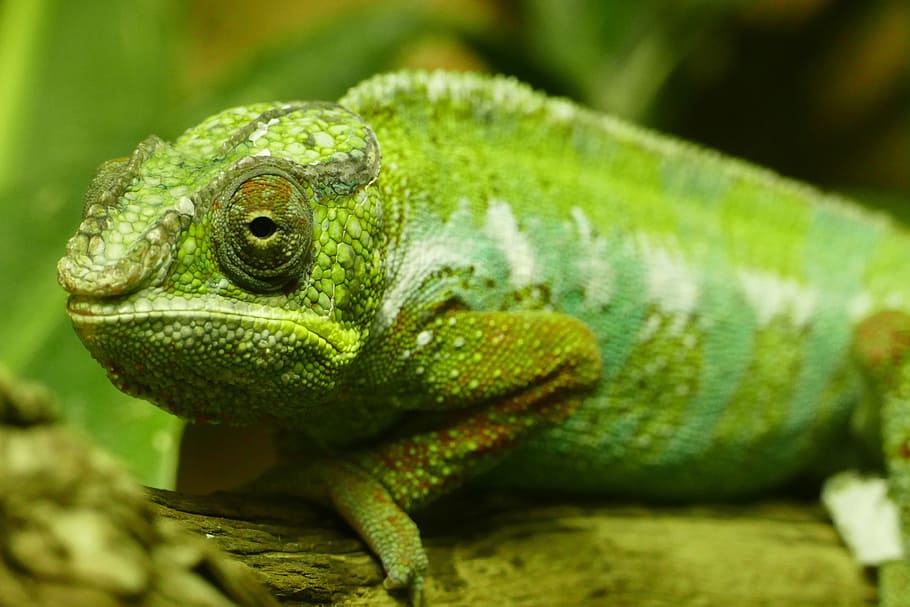 shot, green chameleon,  chameleon lizard, Closeup, green, chameleon, lizard, nature, animal, animals