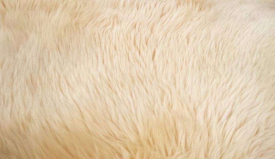 pelaje blanco, pelo de cabra, pelaje, animal, textura, naturaleza, alfombra, fondos, primer plano, mamífero
