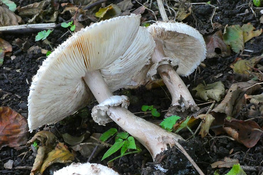 mushroom, pictures, tracks, sporendrager, hat, moist, autumn, bottom, forest, mold