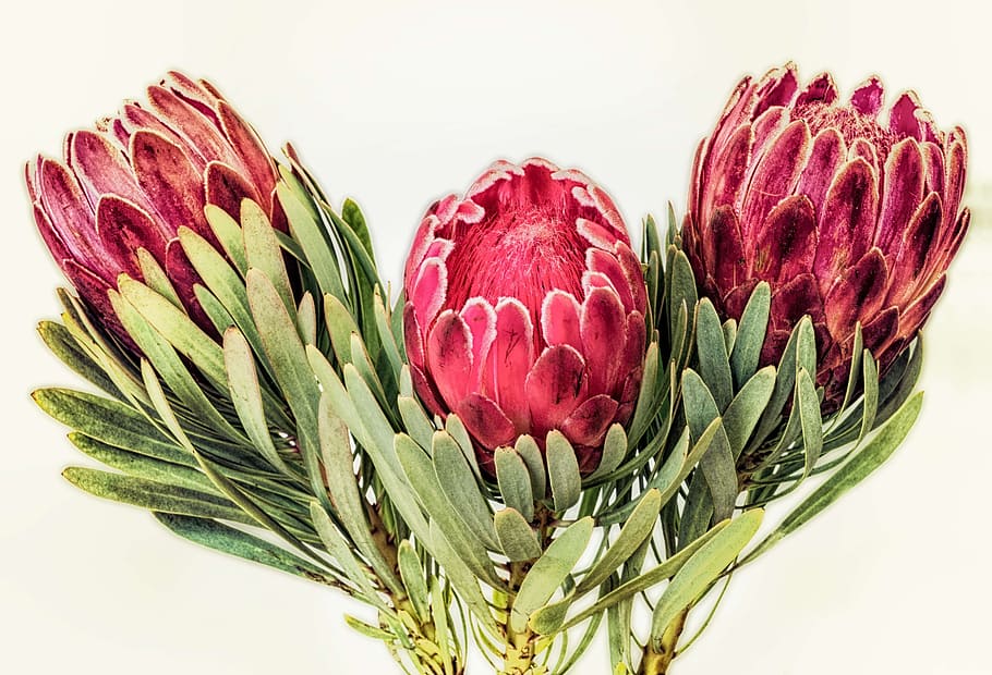 tres, rojo, flores de pétalos, protea, sudáfrica, flor, planta, floral, botánica, cynaroides