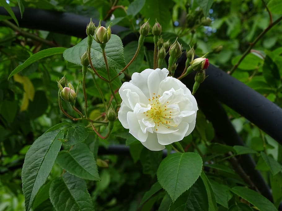 White Rose, Bobby James, climbing rose, flower, white color, leaf, nature, growth, plant, flowering plant