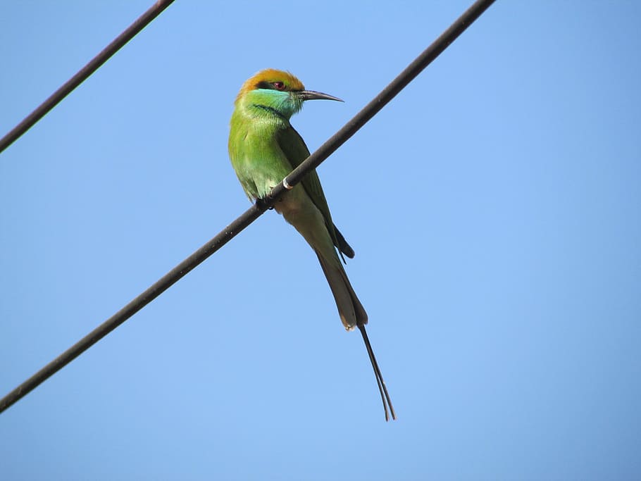 fotografia de close-up, verde, empoleirado, fio, martim-pescador, pássaro, pequeno, exótico, tropical, dharwad