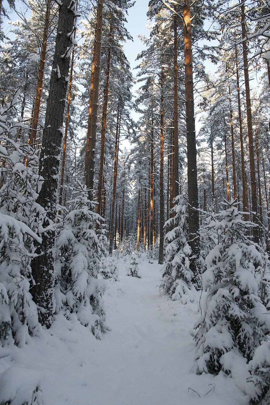 冬, 森, 雪, 白, 自然, 時期, 雪景色, 松, 寒さ, 木