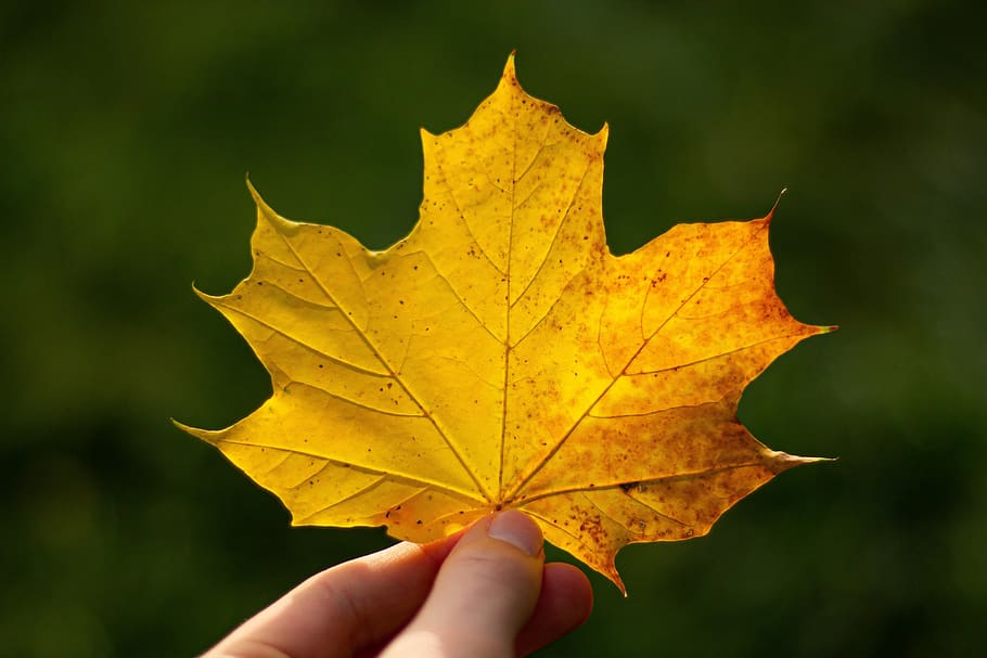 leaf, hand, keep, autumn, golden autumn, leaves, foliage leaf, leaf veins, golden, colorful