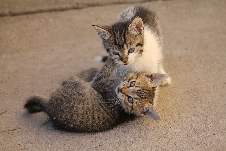 two, brown, tabby, kittens, cat, pets, cute, nearby, állatportré, domestic Cat