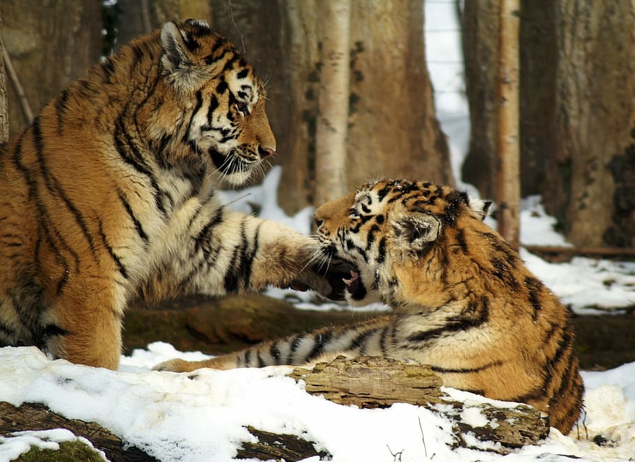 2つ, いっぱい, 雪, 昼間, 虎, 猫, 若い動物, 捕食者, 動物, 虎の足
