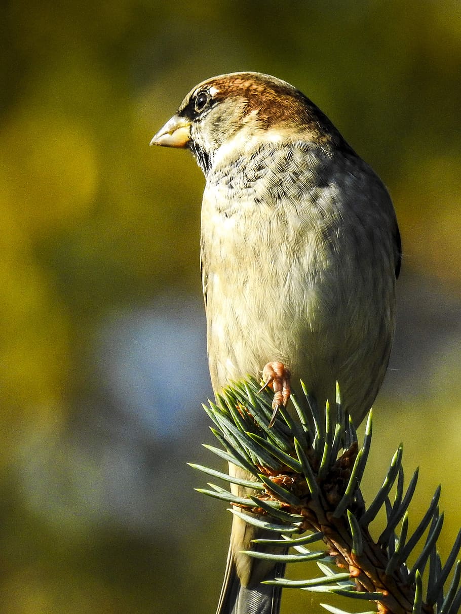 house sparrow, sperling, bird, songbird, garden bird, nature, animal, animal themes, one animal, animal wildlife