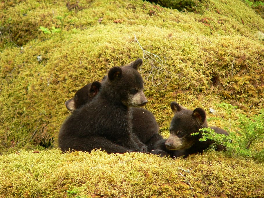 three, black, bear, cubs, black bears, playing, outdoors, wildlife, fur, wild