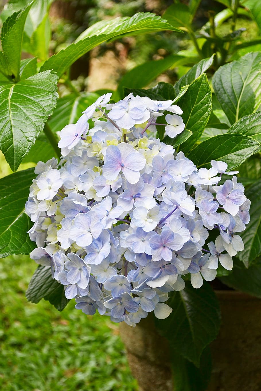 Fotos flores de hortensias blancas y moradas libres de regalías | Pxfuel