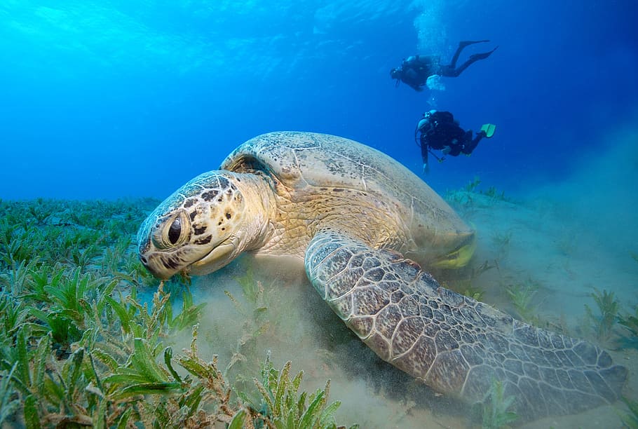 subaquática, fotografia, tartaruga, mergulhador, mar, mergulho, debaixo de água, equipamento de mergulho, abaixo da superfície, recife de coral