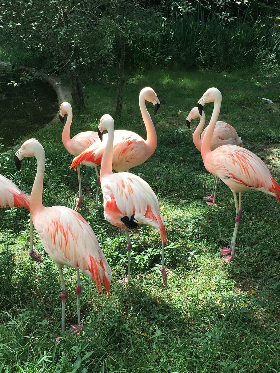 pink, flamingo, green, grass, zoo, trees, animal, nature, colorful, wings