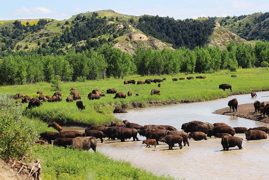 green, grass, animals, bison, buffalo, herd, river, walking, hills, american