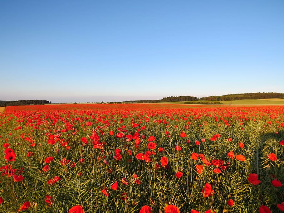 poppies, field, meadow, landscape, nature, flowers, white, red, flower, flowering plant