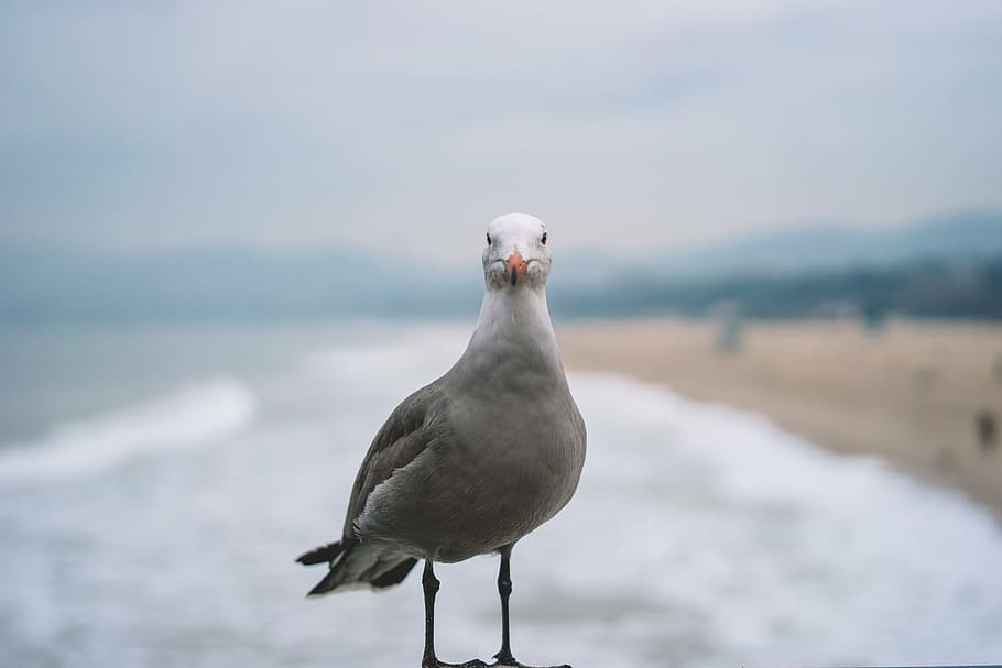 fotografia, cinza, pombo, gaivota, pássaro, em pé, ao lado de, beira mar, dia, ao ar livre