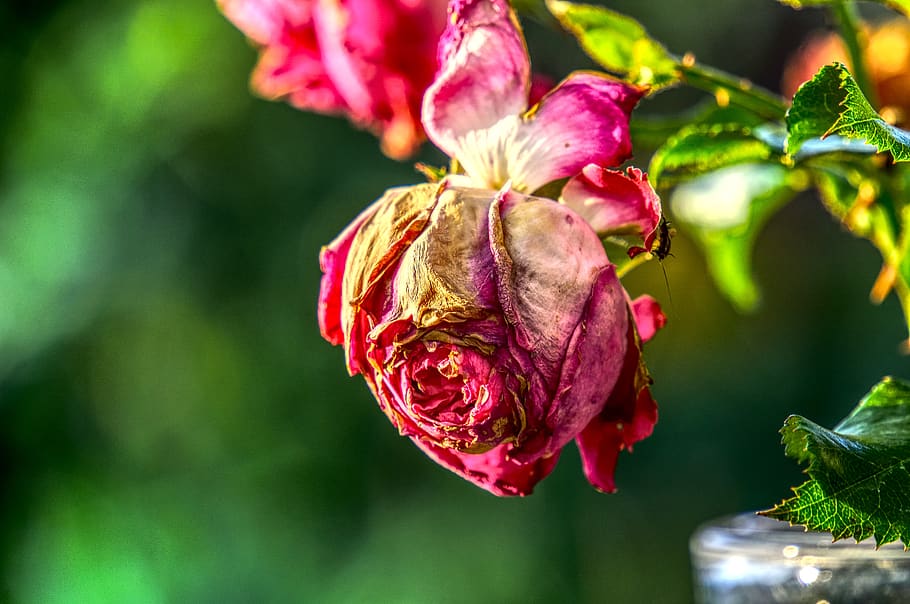 rose, blossom, bloom, faded, pink, close up, macro, garden, summer, nature