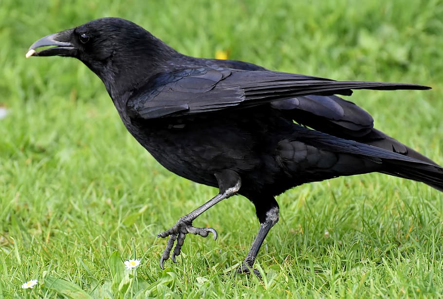 crow on grass, crow, raven bird, raven, black, nature, bill, carrion crows, common raven, animal