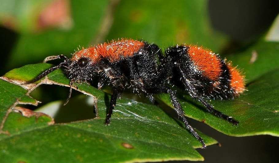 Wasp, Velvet Ant, Killer, Cow Ant, cow killer, insect, sting, stinger, stinging insect, hairy
