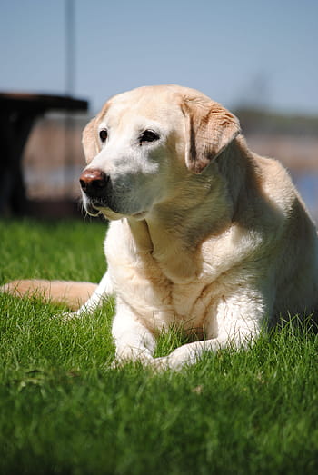 dog-yellow-lab-labrador-yellow-royalty-free-thumbnail.jpg