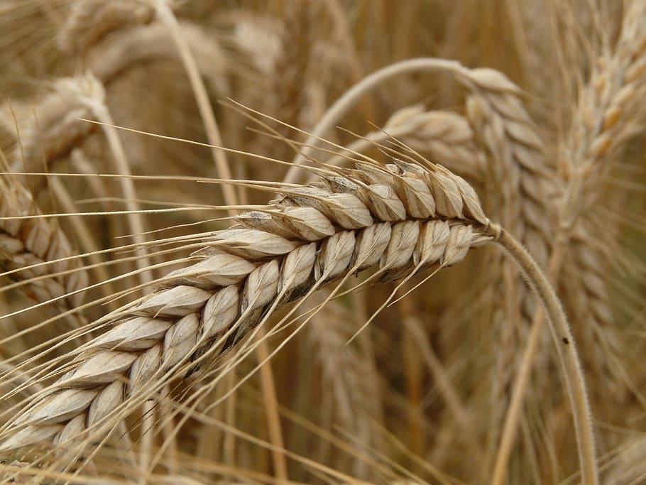 selective, focus photography, rice grain, spike, rye, cereals, grain, field, rye field, cornfield