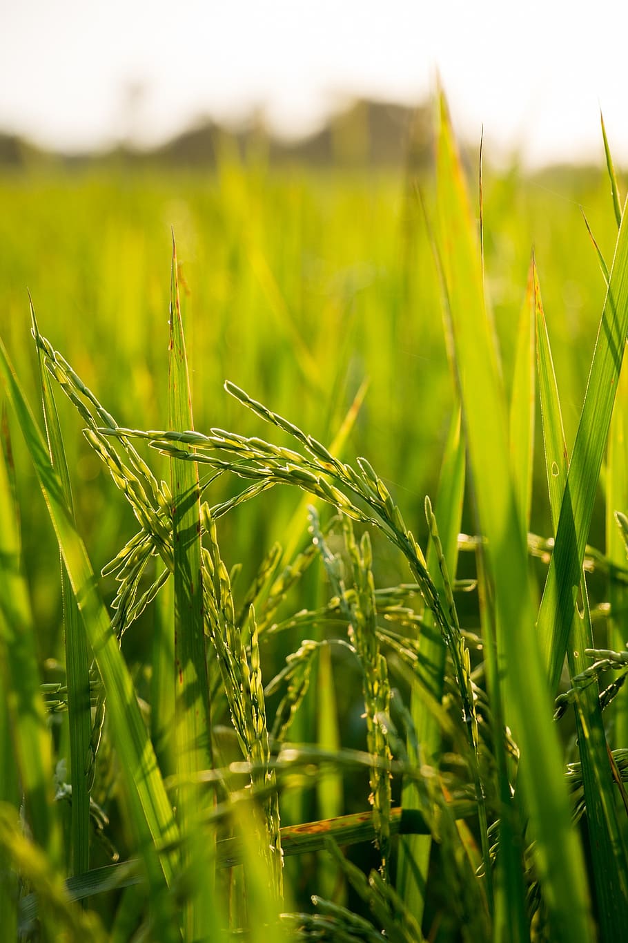 green wheat plant, rice, field, farm, nature, plant, asia, agriculture, green, food