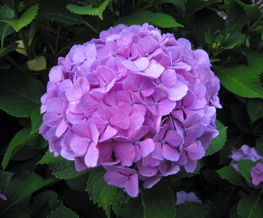 Hydrangea, Flowers, Purple, ota kisan, red purple, lot, green, kannonzaki, yokosuka, japan