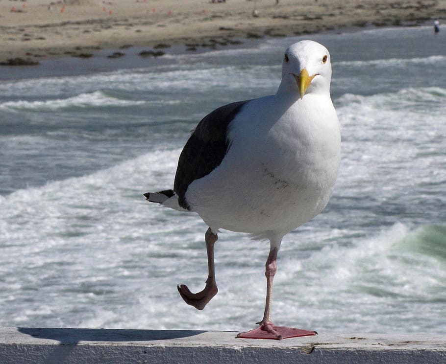 Silly, Seagull, Dance, Leg, Up, close-up, photography, bird, walking, seashore