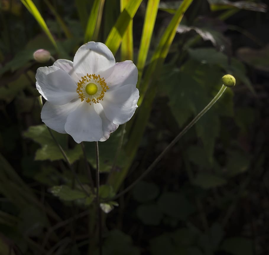 flower, japanese anemone, blooming, garden, floral, plant, bloom, flowering plant, beauty in nature, fragility