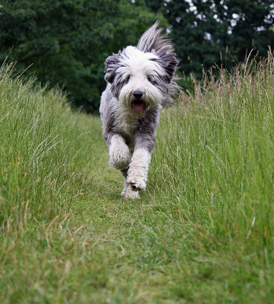 anjing, collie berjanggut, collie, Berlari, tindakan, aktif, gerakan, indah, hewan, membelai