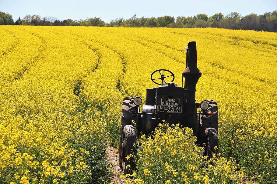 black, tractor, yellow, petaled flower field, daytime, field of rapeseeds, tractors, age lafountain, historically, agriculture