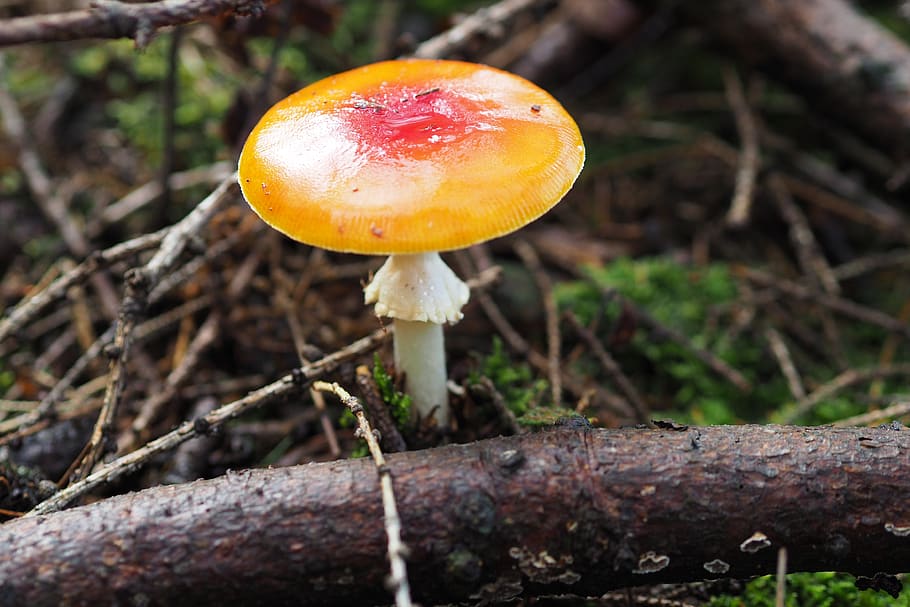 mushroom, forest, forest floor, nature, autumn, close up, discovered, fungus, food, vegetable