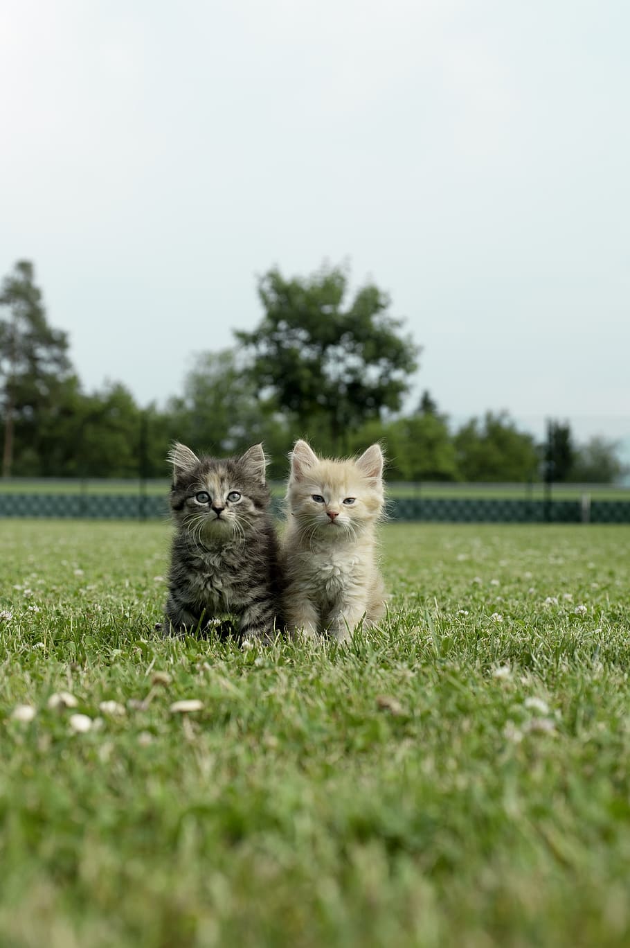 выборочная, фокусная фотография, два, серые, коричневые, персидские котята, котенок, кошка, тигровая кошка, молодая кошка