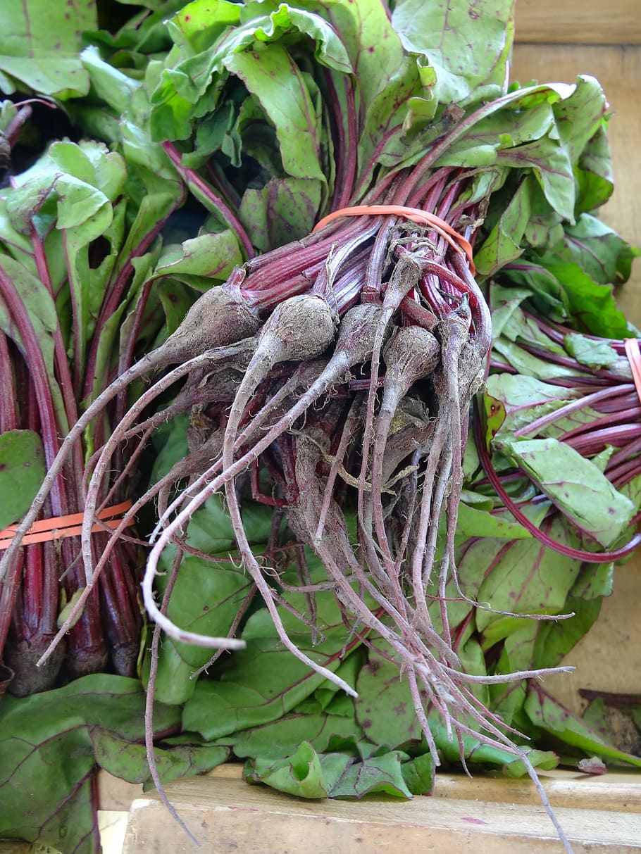 beets, bunch, garden, vegetable, fresh, beetroot, organic, healthy, plant, plant part