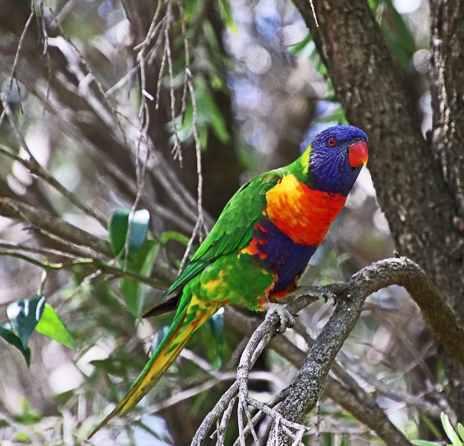 bird, australian, rainbow lorikeet, colorful, wildlife, garden, tree, nature, perching, vertebrate