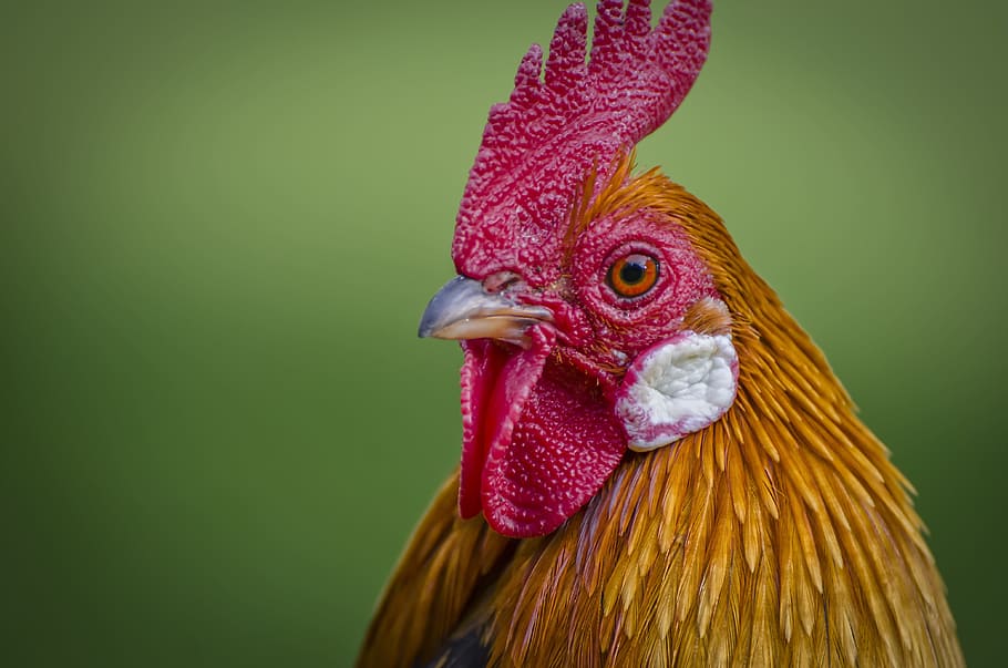 red, yellow, rooster, hahn, animal portrait, poultry, wildlife photography, bill, close, animal world