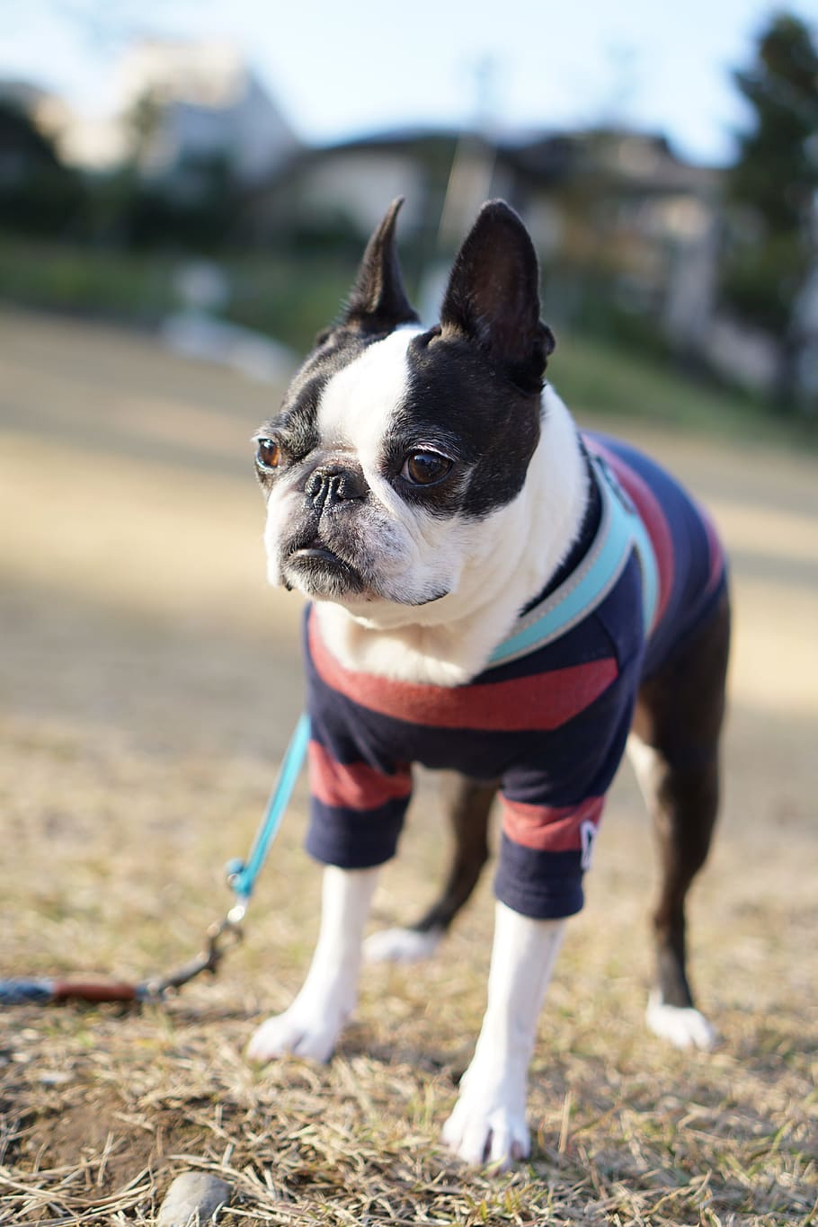 Boston Terrier, Pet, Dog Run, dog, small breed dogs, indoor dog, dog-walking, pets, animal, bulldog