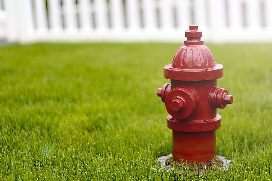 selective, focus photography, fire hydrant, dog, red, hydrant, pee, outdoors, grass, plant