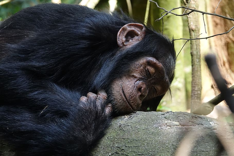 mammal, primate, ape, monkey, animal, chimpanzee, chimp, sleep, animal themes, one animal